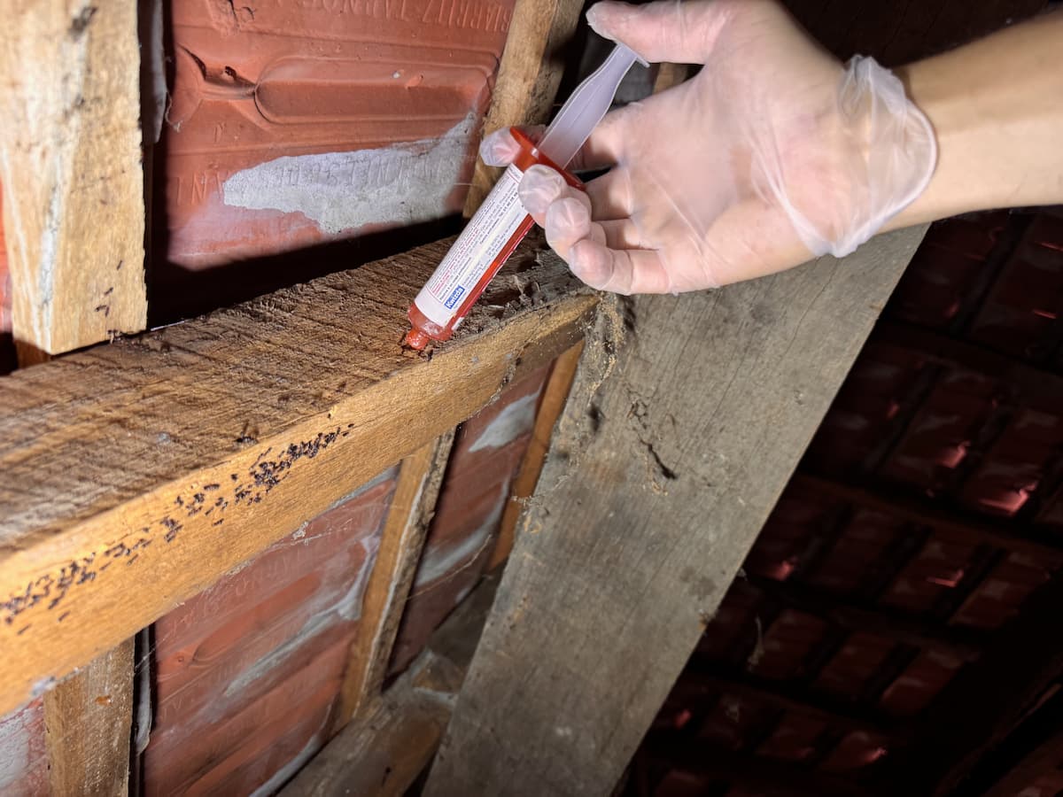 _traitement-de-charpente-contre-les-fourmis-charpentieres-alpynids-Bearn _traitement-de-charpente-contre-les-fourmis-charpentieres-alpynids-Bearn