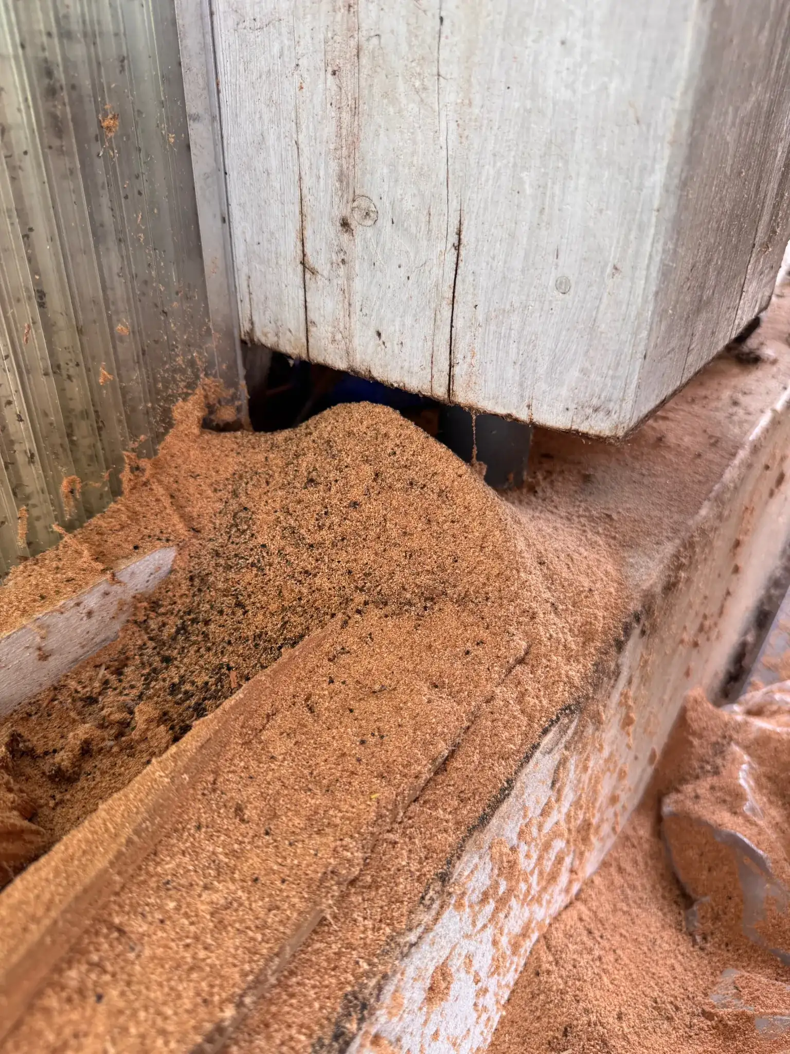 sciure-fourmis-charpentieres-optimisee sciure-fourmis-charpentieres-optimisee